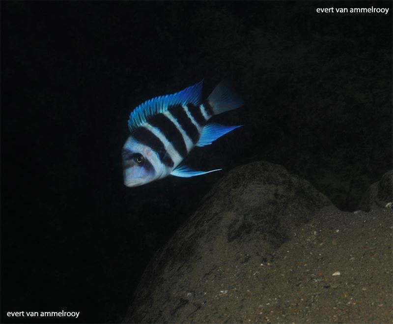 Cyphotilapia gibberosa 'Cape Chaitika'